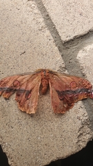 Opodiphthera loranthi