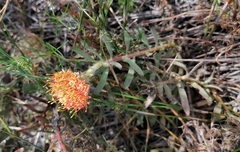 Leucospermum prostratum