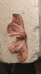 Opodiphthera loranthi