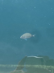 Diplodus sargus