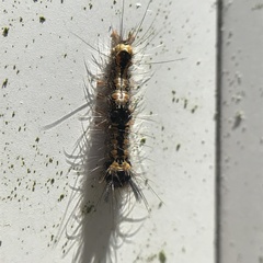Lymantriinae