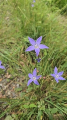 Wahlenbergia gracilis