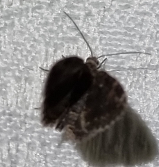 Elophila responsalis