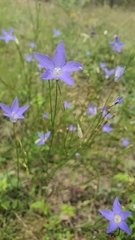 Wahlenbergia gracilis
