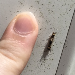 Lymantriinae