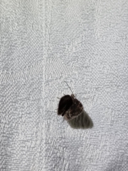Elophila responsalis
