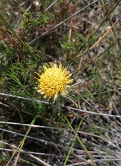 Leucospermum prostratum
