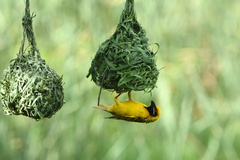 Ploceus