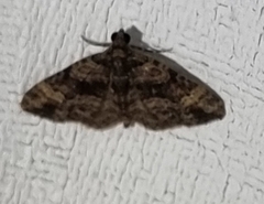Eucymatoge peplodes