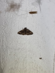 Eucymatoge peplodes