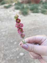 Salsoloideae