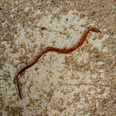 Typhlopidae