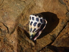 Conus ebraeus