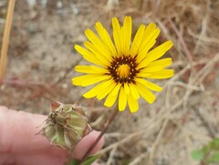 Reichardia