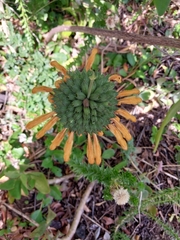 Leonotis ocymifolia