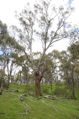Eucalyptus melliodora