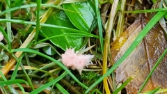 Laetisaria roseipellis