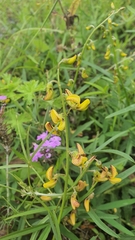 Crotalaria lanceolata
