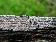 Pseudothelomma occidentale