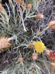 Syncarpha gnaphaloides