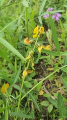 Crotalaria lanceolata