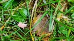 Laetisaria roseipellis