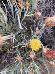 Syncarpha gnaphaloides