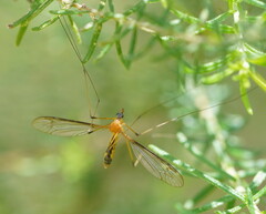 Leptotarsus