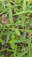 Crotalaria lanceolata