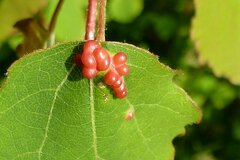 Harmandiola globuli
