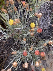 Syncarpha gnaphaloides