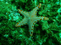 Pentagonaster duebeni