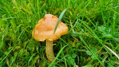 Cuphophyllus pratensis