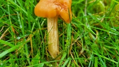 Cuphophyllus pratensis