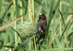 Amblyospiza albifrons