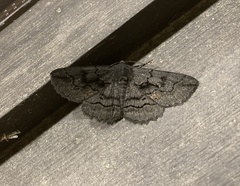 Melanodes anthracitaria