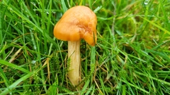 Cuphophyllus pratensis