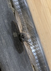 Melanodes anthracitaria