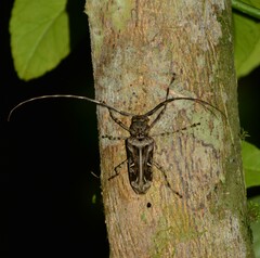 Macropophora accentifer