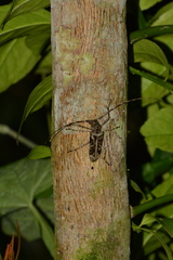 Macropophora accentifer