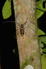 Macropophora accentifer
