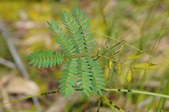 Acacia elata