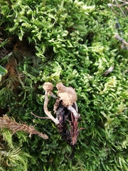 Asterophora parasitica