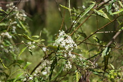 Olearia lirata
