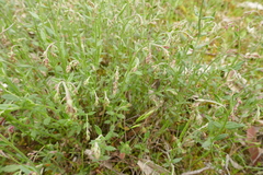 Gonocarpus tetragynus