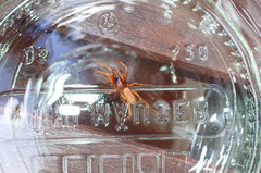 Dysderidae