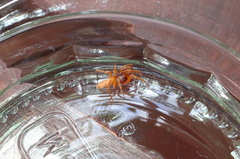 Dysderidae