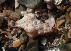 Chicoreus denudatus