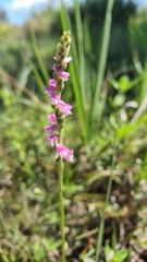 Spiranthes australis