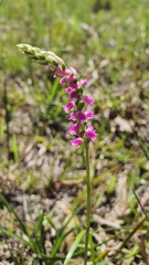 Spiranthes australis
